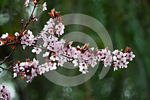 Pink cherry plum blossom,Â purple-leaf tree, Prunus cerasifera nigra, detail, branch, blossoms, tree, Turkish cherry